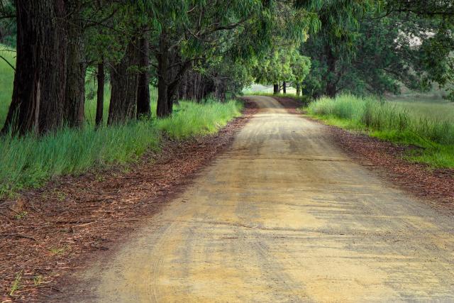 Forest road